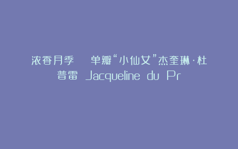 浓香月季 | 单瓣“小仙女”杰奎琳·杜普雷 Jacqueline du Pré