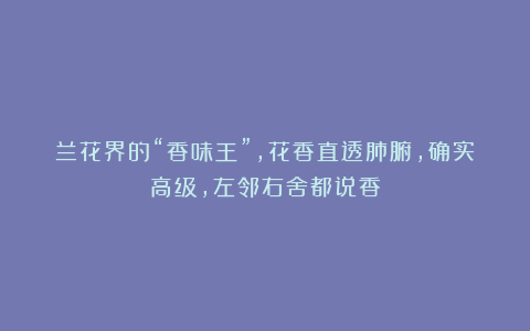 兰花界的“香味王”,花香直透肺腑,确实高级,左邻右舍都说香