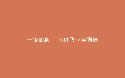 一镜知秋 | 落叶飞花美到爆
