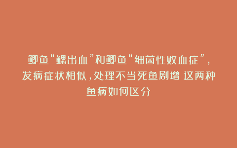 鲫鱼“鳃出血”和鲫鱼“细菌性败血症”,发病症状相似,处理不当死鱼剧增!这两种鱼病如何区分?