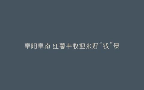 阜阳阜南:红薯丰收迎来好“钱”景