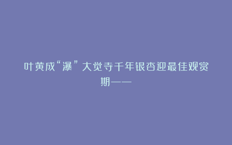 叶黄成“瀑”!大觉寺千年银杏迎最佳观赏期——