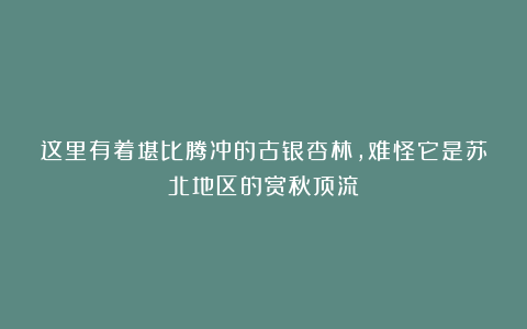 这里有着堪比腾冲的古银杏林,难怪它是苏北地区的赏秋顶流!