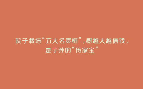 院子栽培“五大名贵树”,树越大越值钱,是子孙的“传家宝”