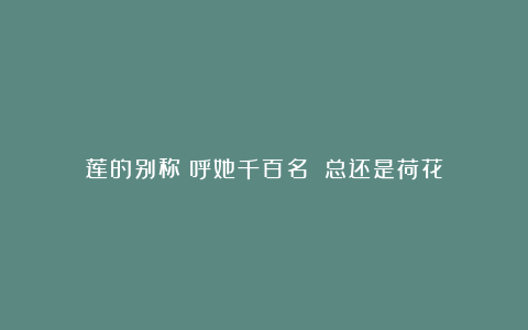 莲的别称:呼她千百名 总还是荷花