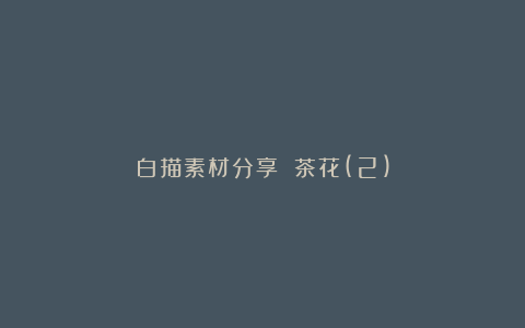 白描素材分享 茶花(2)