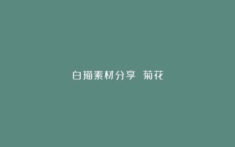 白描素材分享 菊花