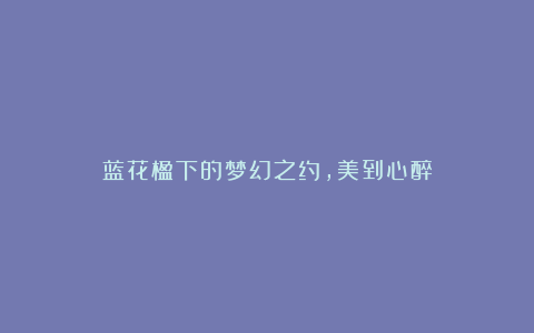蓝花楹下的梦幻之约，美到心醉