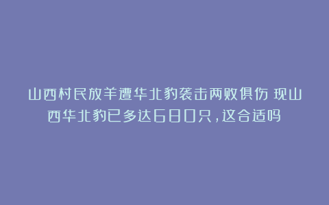 山西村民放羊遭华北豹袭击两败俱伤!现山西华北豹已多达680只,这合适吗?