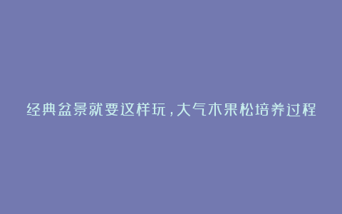 经典盆景就要这样玩,大气木果松培养过程