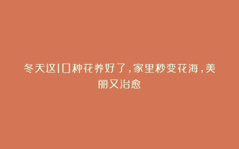 冬天这10种花养好了,家里秒变花海,美丽又治愈!