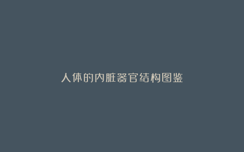 人体的内脏器官结构图鉴