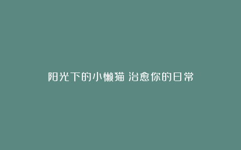 阳光下的小懒猫:治愈你的日常