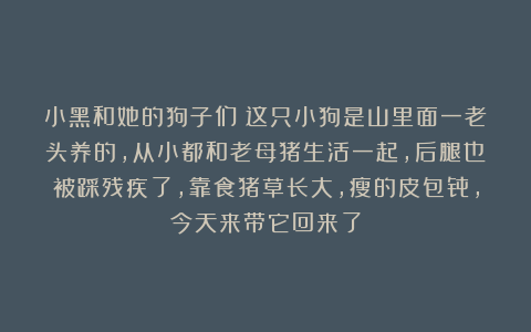 小黑和她的狗子们:这只小狗是山里面一老头养的,从小都和老母猪生活一起,后腿也被踩残疾了,靠食猪草长大,瘦的皮包骨,今天来带它回来了