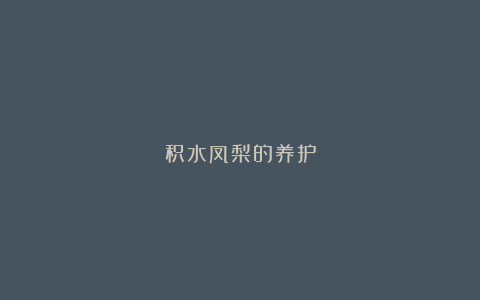 积水凤梨的养护