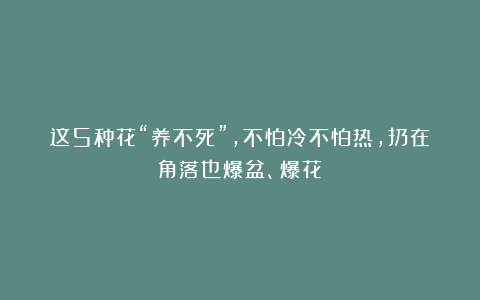 这5种花“养不死”，不怕冷不怕热，扔在角落也爆盆、爆花！