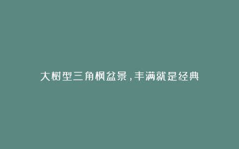 大树型三角枫盆景,丰满就是经典