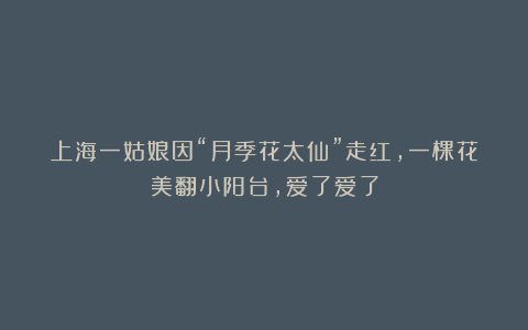上海一姑娘因“月季花太仙”走红,一棵花美翻小阳台,爱了爱了