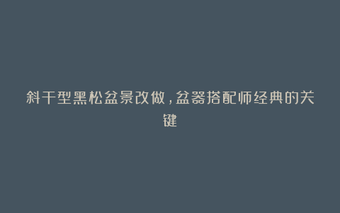 斜干型黑松盆景改做,盆器搭配师经典的关键