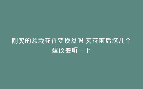 刚买的盆栽花卉要换盆吗?买花前后这几个建议要听一下