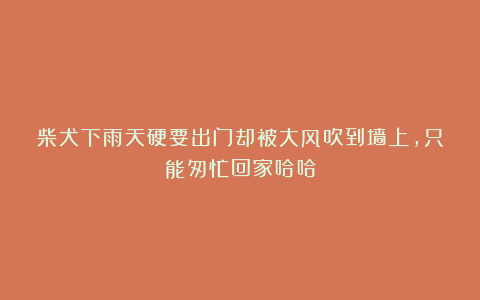 柴犬下雨天硬要出门却被大风吹到墙上，只能匆忙回家哈哈