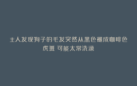 主人发现狗子的毛发突然从黑色褪成咖啡色虎斑:可能太常洗澡