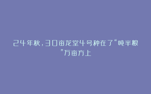 24年秋,30亩龙堂4号种在了“吨半粮”万亩方上