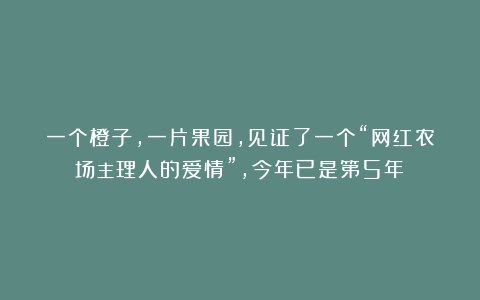 一个橙子,一片果园,见证了一个“网红农场主理人的爱情”,今年已是第5年!