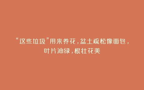 “这些垃圾”用来养花,盆土疏松像面包,叶片油绿,根壮花美