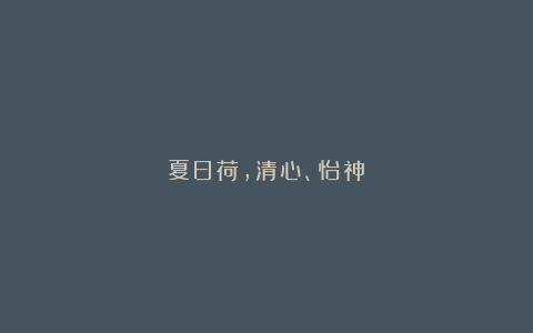 夏日荷,清心、怡神!