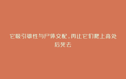 它吸引雄性与尸体交配,再让它们爬上高处后死去