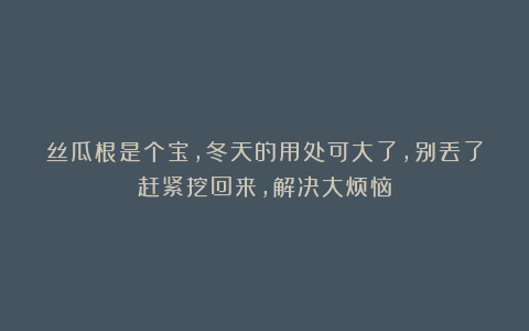 丝瓜根是个宝,冬天的用处可大了,别丢了赶紧挖回来,解决大烦恼