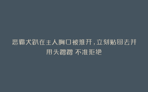 恶霸犬趴在主人胸口被推开,立刻贴回去并用头蹭蹭:不准拒绝