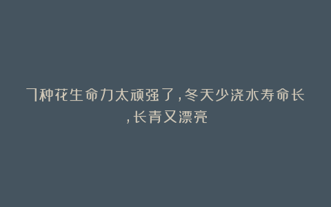 7种花生命力太顽强了,冬天少浇水寿命长,长青又漂亮