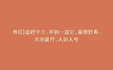 养10盆君子兰,不如一盆它,富贵好看,天冷就开,人见人夸!