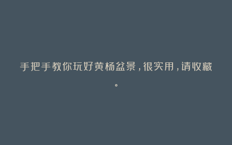 手把手教你玩好黄杨盆景,很实用,请收藏。
