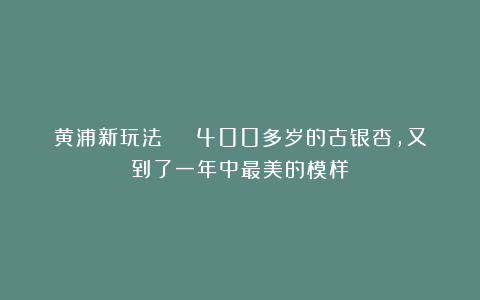 黄浦新玩法 | 400多岁的古银杏,又到了一年中最美的模样