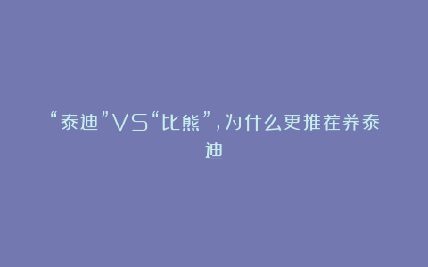 “泰迪”VS“比熊”,为什么更推荐养泰迪?