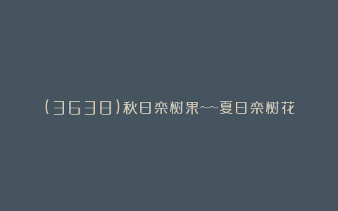 (3638)秋日栾树果~~夏日栾树花