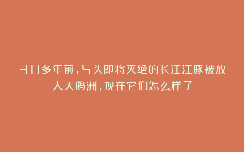 30多年前,5头即将灭绝的长江江豚被放入天鹅洲,现在它们怎么样了