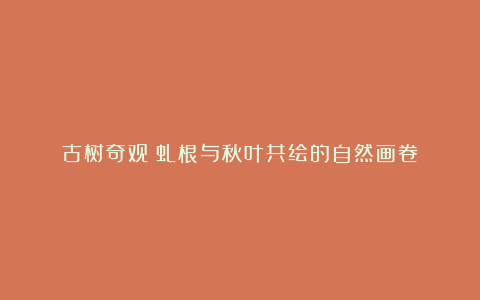 古树奇观：虬根与秋叶共绘的自然画卷