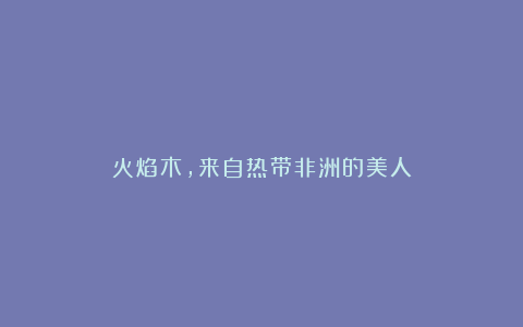 火焰木,来自热带非洲的美人