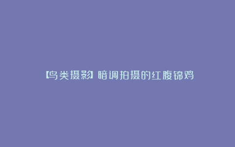 【鸟类摄影】暗调拍摄的红腹锦鸡