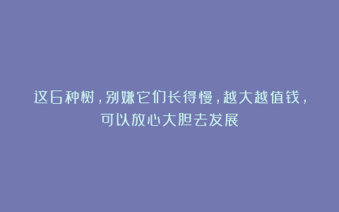 这6种树,别嫌它们长得慢,越大越值钱,可以放心大胆去发展