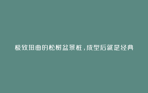 极致扭曲的松树盆景桩,成型后就是经典