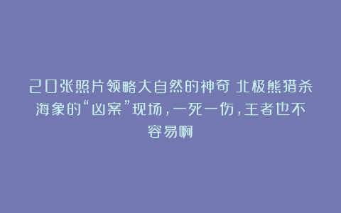 20张照片领略大自然的神奇！北极熊猎杀海象的“凶案”现场，一死一伤，王者也不容易啊