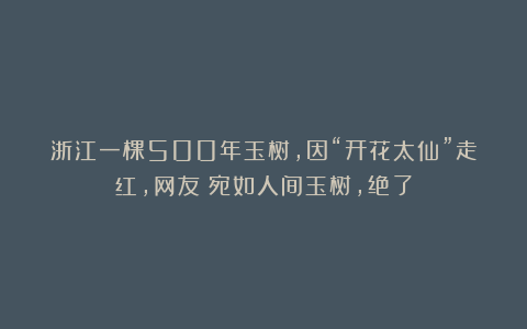 浙江一棵500年玉树，因“开花太仙”走红，网友：宛如人间玉树，绝了