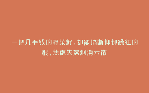 一把几毛钱的野菜籽,却能掐断抑郁躁狂的根,焦虑失落烟消云散!