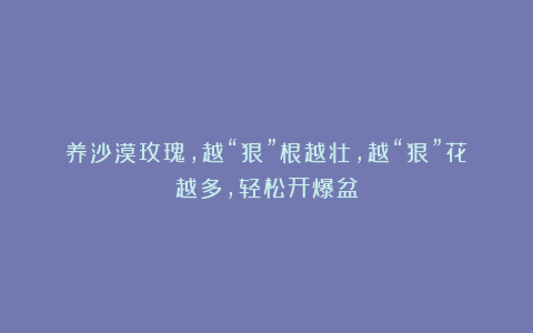 养沙漠玫瑰,越“狠”根越壮,越“狠”花越多,轻松开爆盆