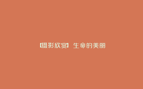 【摄影欣赏】《生命的美丽》
